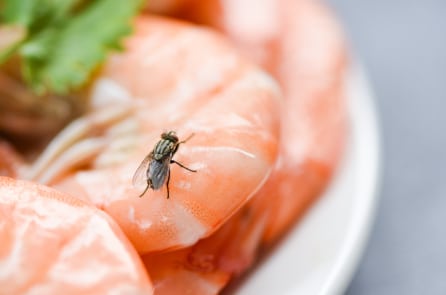 Chuyên gia chỉ bạn phương pháp đuổi ruồi tự nhiên và tiết kiệm