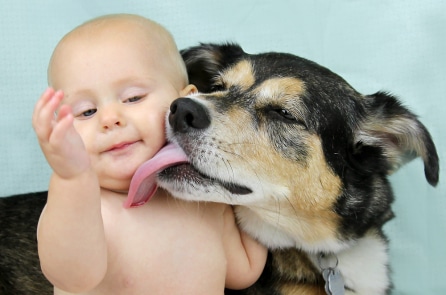 Bị bỏ rơi trong túi rác, bé sơ sinh may mắn được chó hoang phát hiện