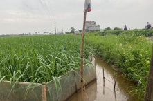 Dùng 4 máy phát điện để bẫy chuột ruộng lúa, người đàn ông bị điện giật tử vong