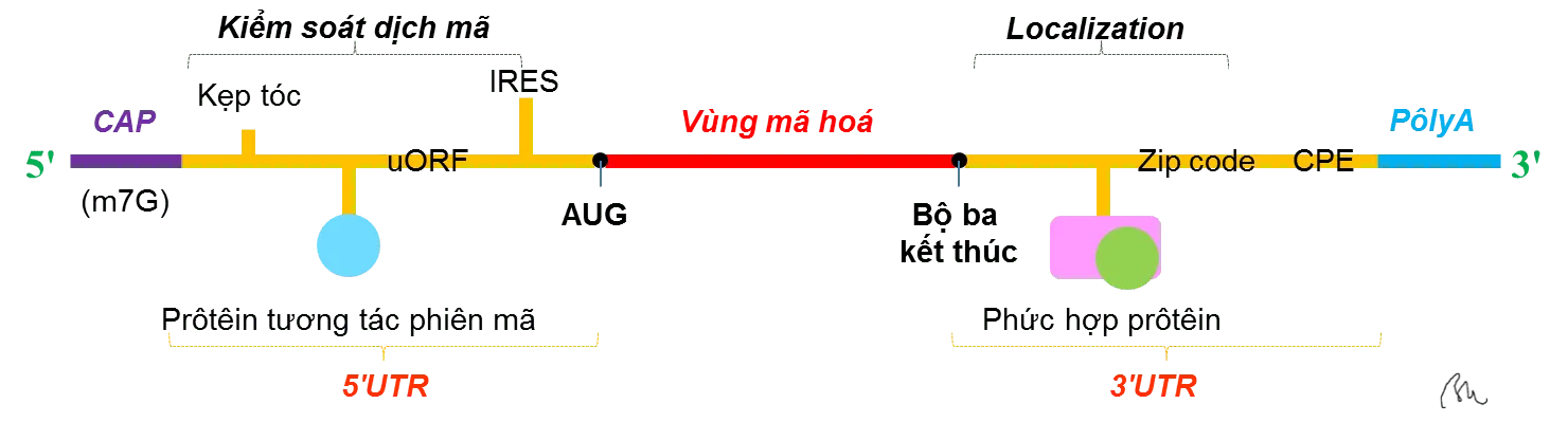 Di truyền học Sóng-Ngôn ngữ