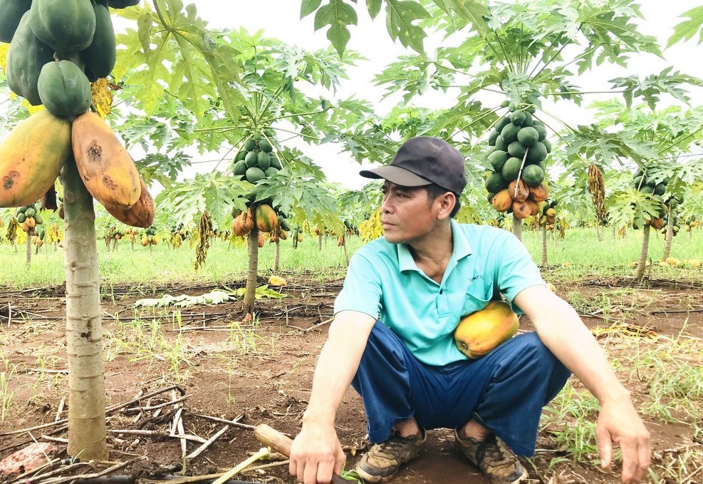 du du nghe an hop tac xa tay hieu cay du du 2