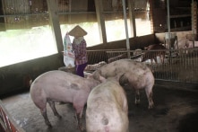 7 tháng đầu năm, Việt Nam nhập khẩu hơn 2 tỷ USD thịt