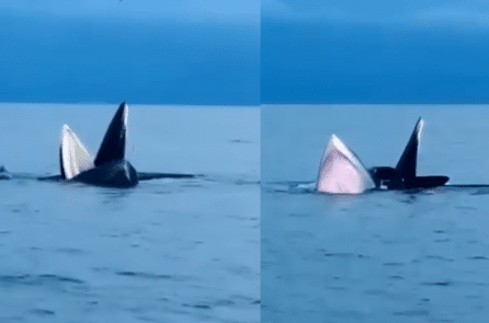 [VIDEO] Cận cảnh đàn cá voi bất ngờ xuất hiện ở biển Cô Tô, Quảng Ninh