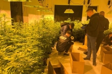 Tòa án Ukraine ‘dung thứ’ cho trồng cần sa