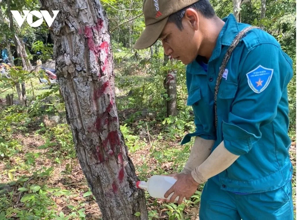 hon 200 cay rung tu nhien o ninh thuan bi dau doc bang hoa chat