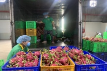 Phát hiện dư lượng thuốc trừ sâu, siêu thị tại Anh dừng bán thanh long Việt Nam
