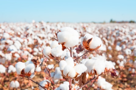 Đằng sau vẻ đẹp của sợi tự nhiên – Phần III: Cotton