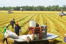 Indonesia mở thầu mua 300.000 tấn gạo, Việt Nam cung cấp 50.000 tấn