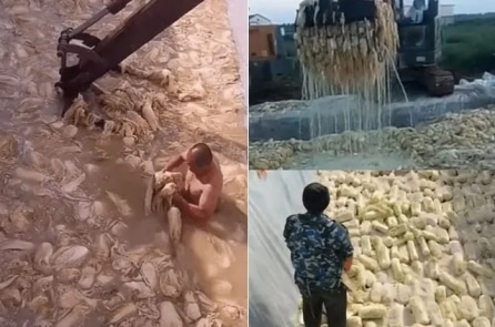 Phân tích: Trung Quốc đối mặt nạn thực phẩm độc hại, vấn đề cũ lại nóng lên