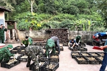 VIPA: Gia cầm nhập lậu từ biên giới ước tính tới 250.000 tấn mỗi năm