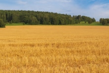 Nga và Trung Quốc ký hợp đồng ngũ cốc lớn