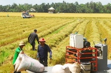 Nông nghiệp Việt Nam tăng trưởng mạnh trong Quý I