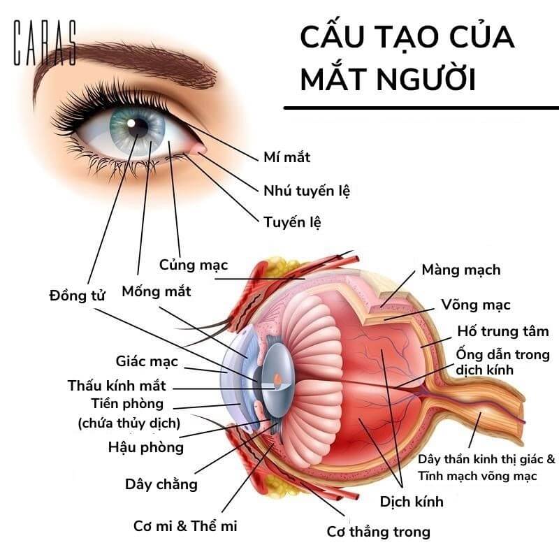 cau tao cua mat