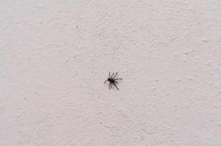 Nghe tiếng lạo xạo nhiều ngày, người phụ nữ hoảng hồn phát hiện có nhện trong tai