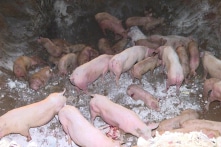 Cục Thú y lo địa phương báo cáo ‘mơ mơ màng màng’ về tả lợn châu Phi