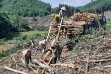 Thanh Hóa: Nghi phạm bị ‘tố’ đòi tiền bảo kê người mua cây keo