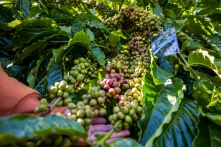 Cà phê tại vườn tăng giá kỷ lục lên gần 70.000 đồng/kg