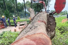 Giới chức TP.HCM nói gì về việc chặt cây cổ thụ trăm tuổi?