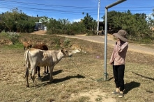 Kon Tum: Bò giống được cấp nhưng lại nhỏ như bê