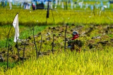 Indonesia yêu cầu quân đội giúp nông dân trồng lúa do hạn hán làm giảm sản lượng