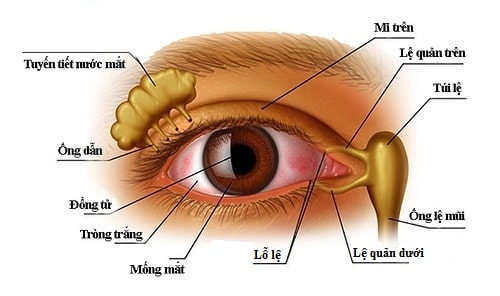 cặp mắt