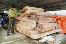Vụ gỗ lậu: Anh trai Trưởng phòng Nội vụ huyện bị phạt 37,5 triệu đồng