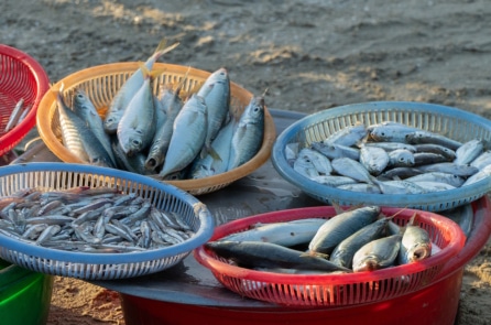 Cá biển, mùi tanh đầy ma mị…