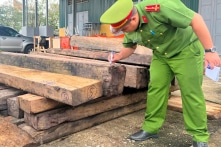 Một kiểm lâm viên tại Huế bị bắt vì liên quan vụ vận chuyển gỗ lậu