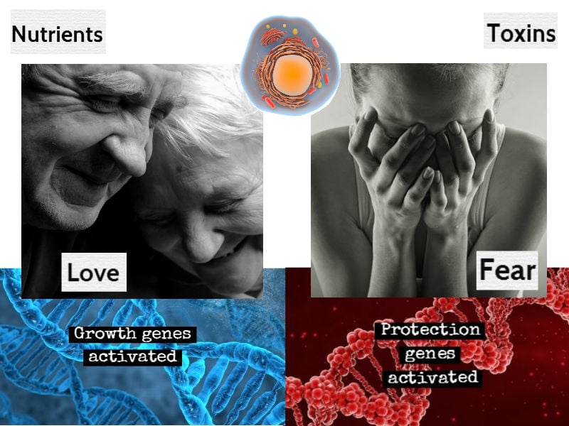 Khi gặp tình yêu thương, các gen tăng trưởng sẽ được kích hoạt (minh họa bằng DNA màu xanh dương), khi gặp sợ hãi, các gen bảo vệ sẽ được kích hoạt (minh họa bằng DNA màu đỏ) (ảnh: shutterstock)