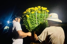 600 chậu cúc bị ‘bom hàng’ cận Tết, nhiều người cùng mua giải cứu