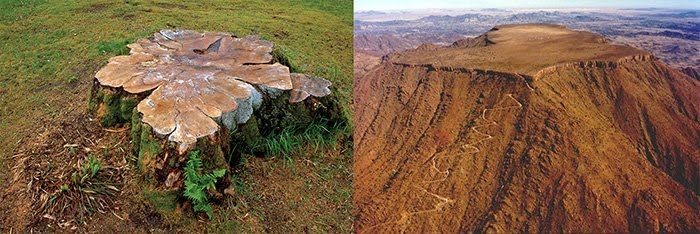 namibia stump