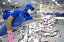 Việt Nam đứng thứ hai về xuất cảng cá tra vào Mỹ năm 2023