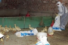 Khánh Hòa có ca nhiễm cúm A/H5 trên người