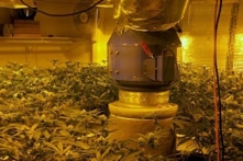 Kinh doanh cần sa bất hợp pháp tại Mỹ được giao dịch qua ngân hàng Trung Quốc