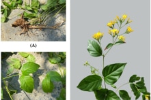 Uống rượu thuốc chứa lá ngón, 3 người đàn ông tử vong