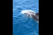 [VIDEO] Đàn cá heo hơn 100 con dạo chơi ở biển Phú Yên