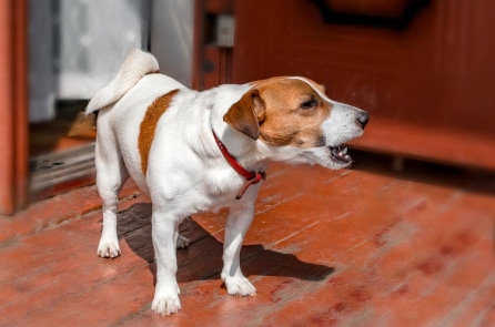 Cô chó đập cửa thông báo cứu cả gia đình khỏi đám cháy nghiêm trọng