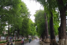 Trà Vinh: Thành phố dưới những hàng cổ thụ