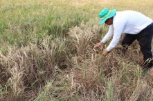 Long An công bố tình huống thiên tai xâm nhập mặn cấp độ 4