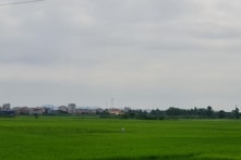 Bắc Ninh: Hơn 23.000ha lúa xuân bị nhiễm sâu bệnh