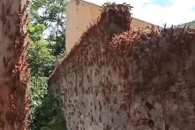 [VIDEO] Đàn châu chấu dày đặc tấn công trường học, hoa màu ở Lạng Sơn