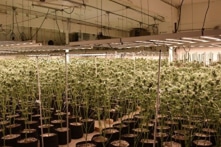 Mỹ trấn áp các cơ sở trồng cần sa trái phép, phát hiện công nhân TQ bị đánh đập