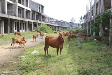 ‘Khu đô thị kiểu mẫu 4.250 tỷ đồng’ ở Quảng Nam thành nơi chăn bò