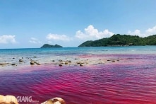 Nước biển đỏ như máu lần đầu xuất hiện tại Thổ Chu, Phú Quốc