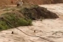 [VIDEO] Công an huyện Tây Giang (Quảng Nam) cứu thanh niên mắc kẹt giữa dòng lũ