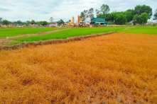 Hà Tĩnh: Hơn 100 lít dầu bị tràn từ dự án cao tốc Bắc Nam khiến lúa chết hàng loạt