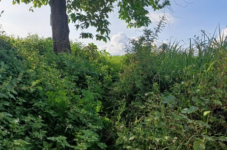 Bến Đò Than