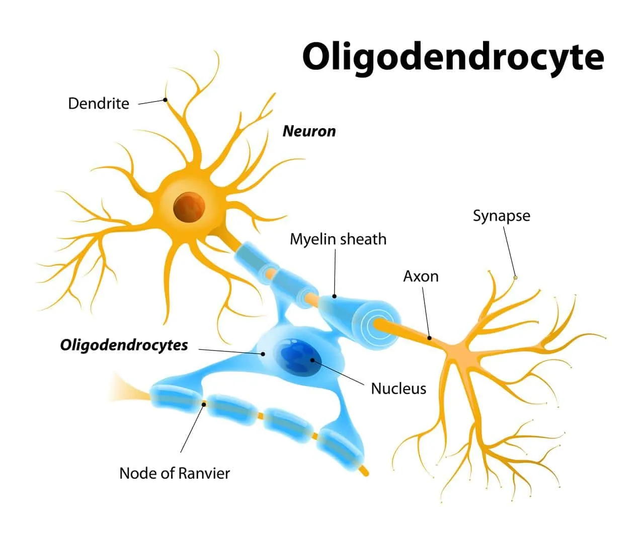 Oligodendrocytes