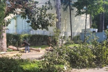 TP.HCM: Cây xanh gãy nhánh ở công viên Tao Đàn khiến 2 người chết, 3 người bị thương