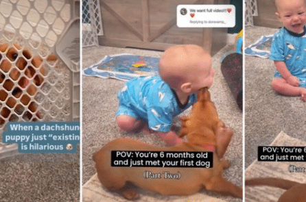 Em bé 7 tháng tuổi cười không ngừng khi gặp cún cưng lần đầu tiên